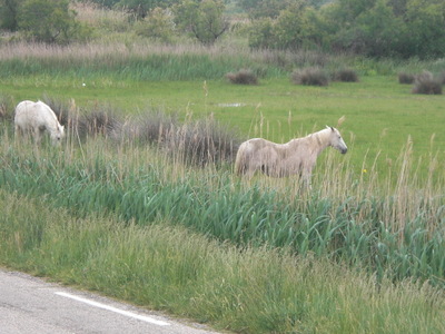 horses